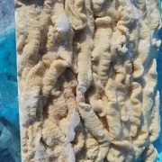预煮肠