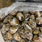 巴基花螺花螺