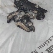 去骨乌鸡脚