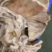 进口改包耳片