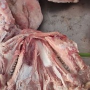 4-5无耳头肥猪