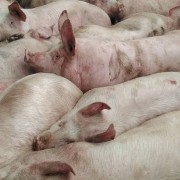 2号肉——4号肉