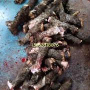 育肥羊带毛羊蹄