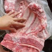母猪前排