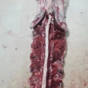 羔羊羊蝎子