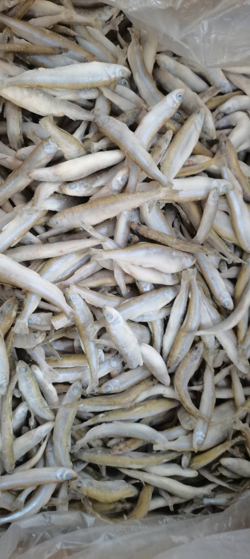 池沼公鱼批发新疆乌鲁木齐市池沼公鱼价格_肉交所