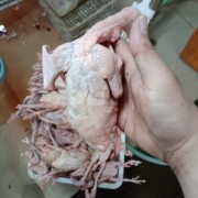 乳鸽