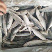 巴浪鱼