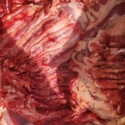 纯干鲜冻羊板肉