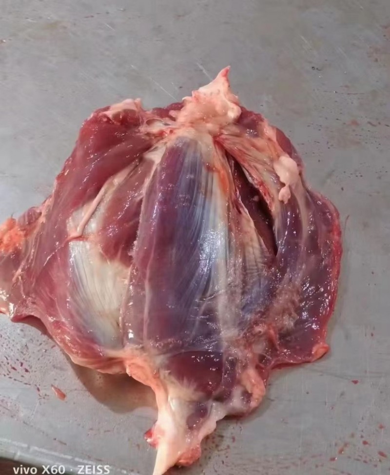 母猪龟腱批发山东临沂市母猪龟腱价格_肉交所