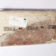 美国245L肥牛