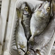 海鲜，海鱼，泥猛