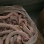 牛鞭
