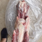 烤全羊专用小羊