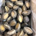 带壳鲍鱼