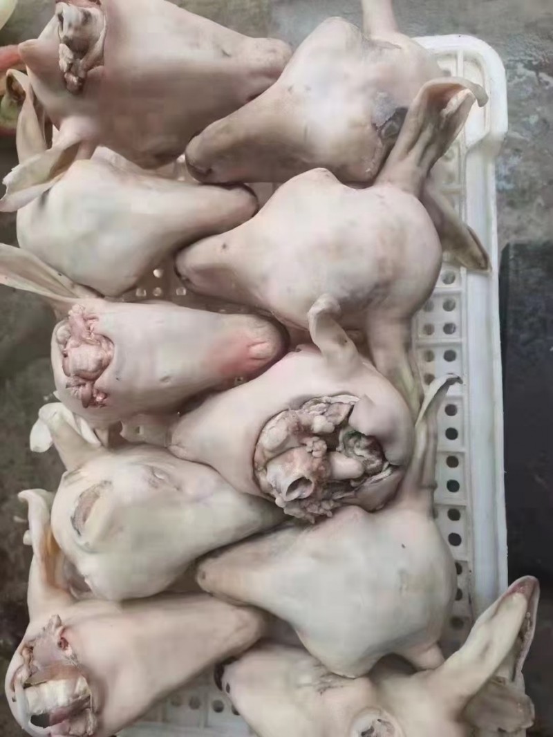 羔羊羊头批发河南郑州市羔羊羊头价格_肉交所