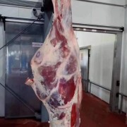 白俄罗斯四分体