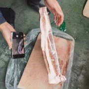 母猪精修去皮中方