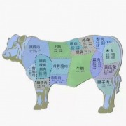 2543龟排腱