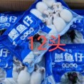 墨鱼仔