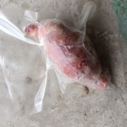 牛宝牛睾丸牛蛋
