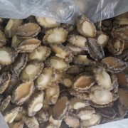 活冻鲍鱼鲍鱼肉