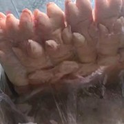 猪蹄