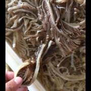 精品水发百叶