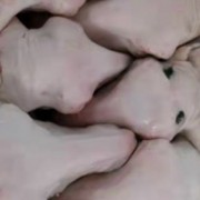 羊头