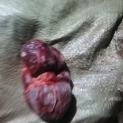 牛净腰