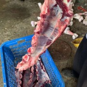 牛胸骨