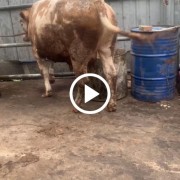 全牛