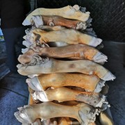 纯天然草原火烧牛