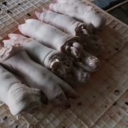 母猪蹄猪脚