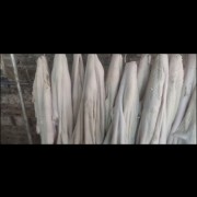牛肚