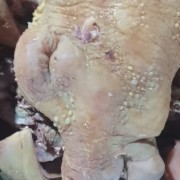 清真全熟牛头肉