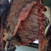 国产牛肉牛排牛骨