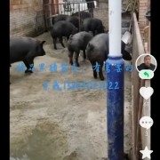 猪肚，大肠