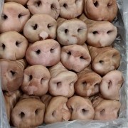 猪拱嘴鼻子