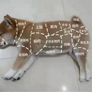 224前后腱