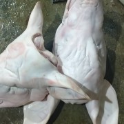 带耳猪头