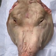 猪