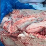 母猪碎肥