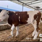 鸡！驴！牛犊子