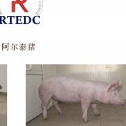 猪肉