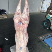130羊胴体