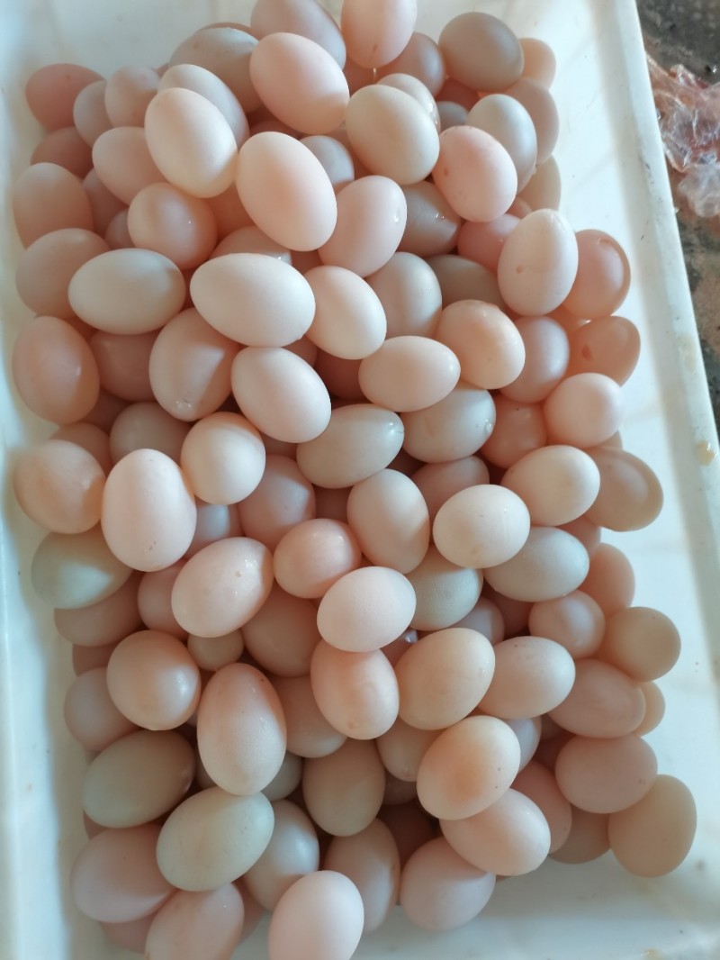 软壳鸭蛋批发湖北襄樊市软壳鸭蛋价格_肉交所
