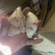 羊腰子