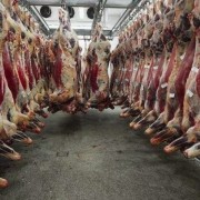 带尾巴肉多牛背骨