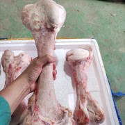 国产牛棒骨